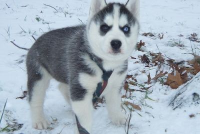 well trained siberian husky puppies for sale