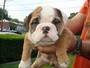 Lovely English Bulldog Puppies for sale to insterested persons
