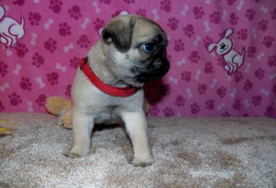 charming Pug  puppies for good homes