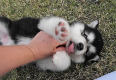lovely and playfull alaskan malamute puppies for sale 