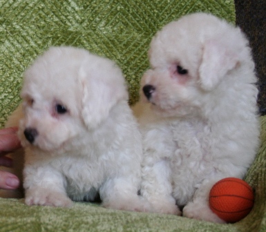 Adorable Bichon Frise Puppies for Sale.