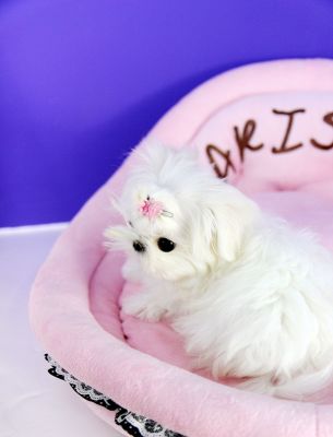Precious Adorable Male And Female Mini Maltese Available!