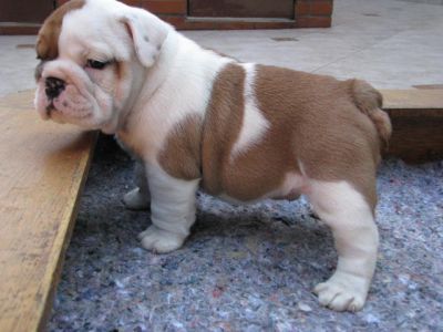 Adorable Male and Female English Bulldog Puppies Free Adoption