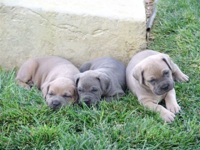 cane corso puppies for sale