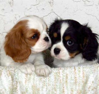 Cavalier King Charles Puppies