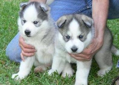 Registered and beautiful blue eyes Siberian husky puppies.