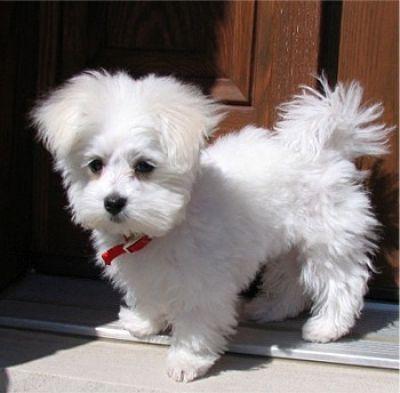 awesome and well trained maltese puppies available now 