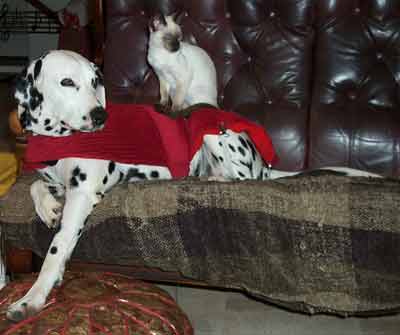 Siamese Kittens Bred By Oramor