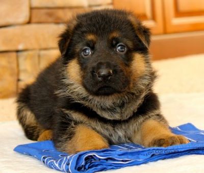 German Shepherd Puppies for Adoption
