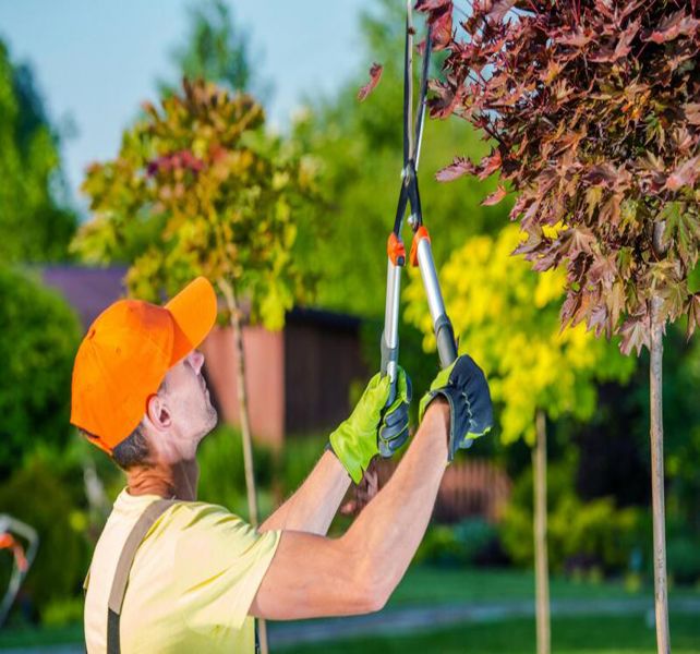 VRL Tree Services