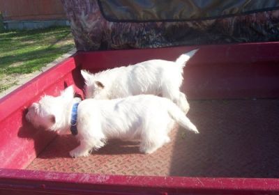 Cute snow white West highland terrier puppies for adoption