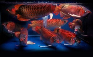 Asian red ,Chili red , super red arowanas available for sale