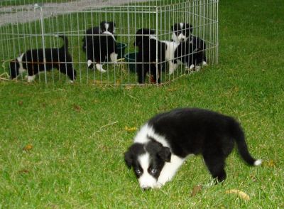 border collis pup for sale
