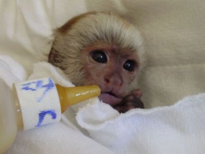 KID-FRIENDLY BABY CAPUCHIN MONKEY FOR ADOPTION