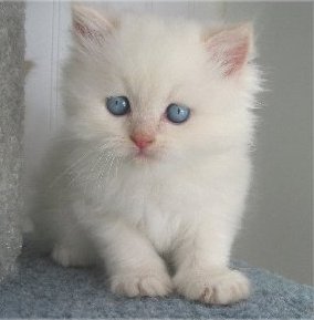 Beautiful male and female Persian Kittens