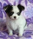 Chihuahua Puppies Training Tips