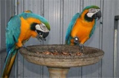 Macaw Parrots for Adoption