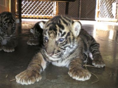 cute tiger cubs for sale