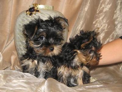 adorable  tea cup yorkie  puppies for free adoption...