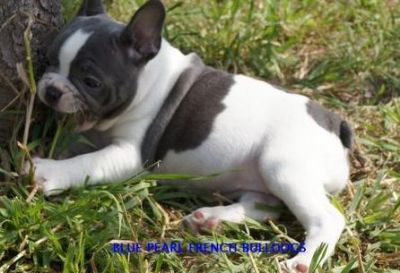 Home raised and well trained French bulldog pupps now available