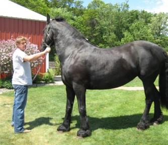 good looking , strong and healthy Frisian 