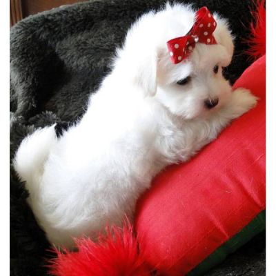  Two nice baby face lisa and ramcy Adorable Maltese Puppies For Free Adoption they are 14 weeks old,
