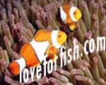 coral reef | marine invertebrates | marine fish