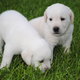 Labrador Retriever puppies ready to go now 
