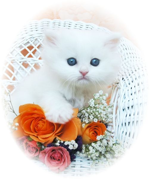 CFA top quality male persian kitten from CFA champion parents