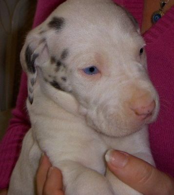 AKC great dane puppies