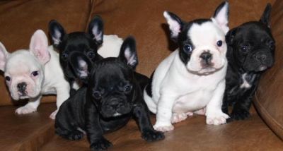 Healthy Male and Female English and French Pure Breed Bulldog Puppies
