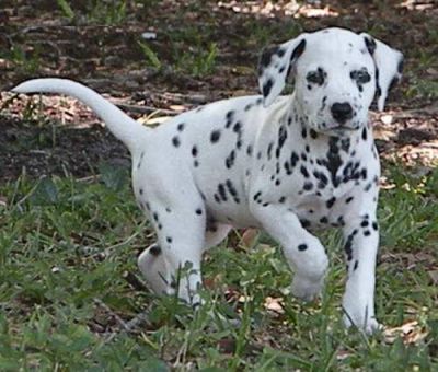 Dalmatian puppies