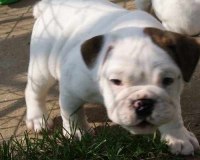 Cute English bulldog puppies for free adoption