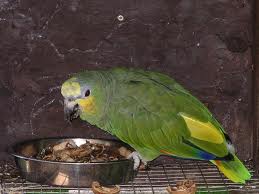 nice lovely amazon parrot   for sale