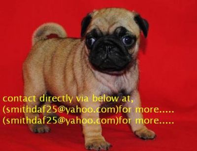champion pug avialable for sale of pure bloodline
