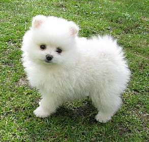 Tamed Pomeranian puppies For loving home