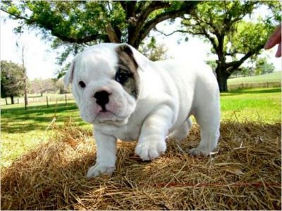 fat and succulent englisg bulldog puppies for sale at shockingly affordale prices