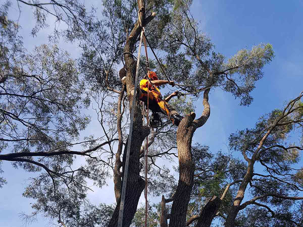 Solutions Arborist Services & Tree Removal