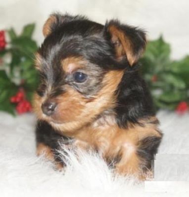 Adorable Yorkshire Terrier Pups For Re-homing
