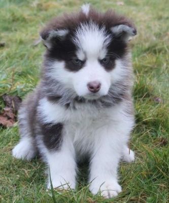 Cute Alaskan Malamute puppies ., Check Email on the Description