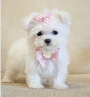 tea cup maltese puppies for sale