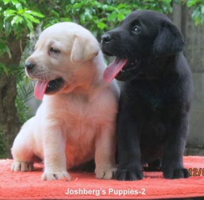 Nice looking and home raised labradore Retriever  for adoption