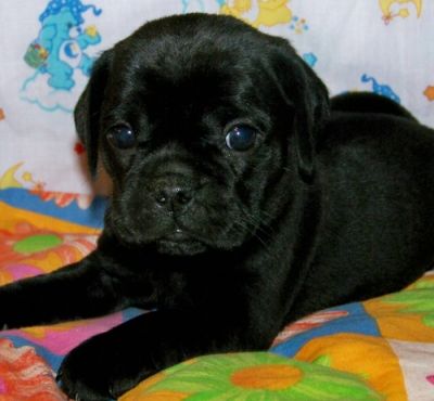 black pug ready to go
