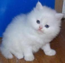 cute persian kitten