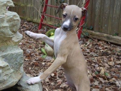 Italian grey hound puppies