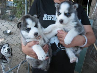 Siberian Husky puppies for free adoption