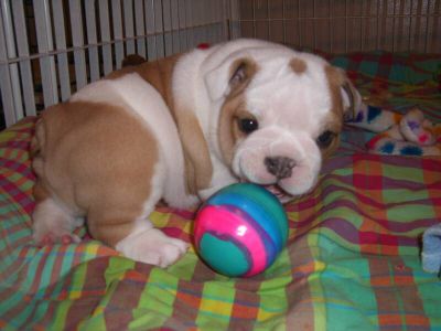 Top Quality English Bulldog Puppies