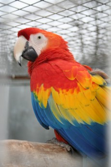 Hand tamed Parrots And Fertile Parrot Eggs For Sale