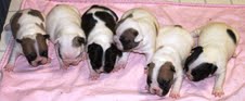 Gorgeous quality French bulldog litters for new homes.