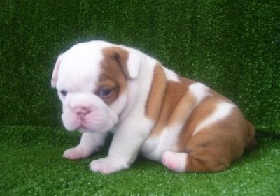 English Bulldog Puppies For Sale ($300)